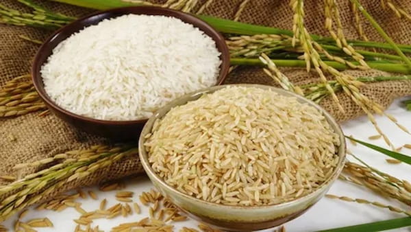 تصویر 5 از خرید و قیمت برنج چمپا اصل + فروش عمده